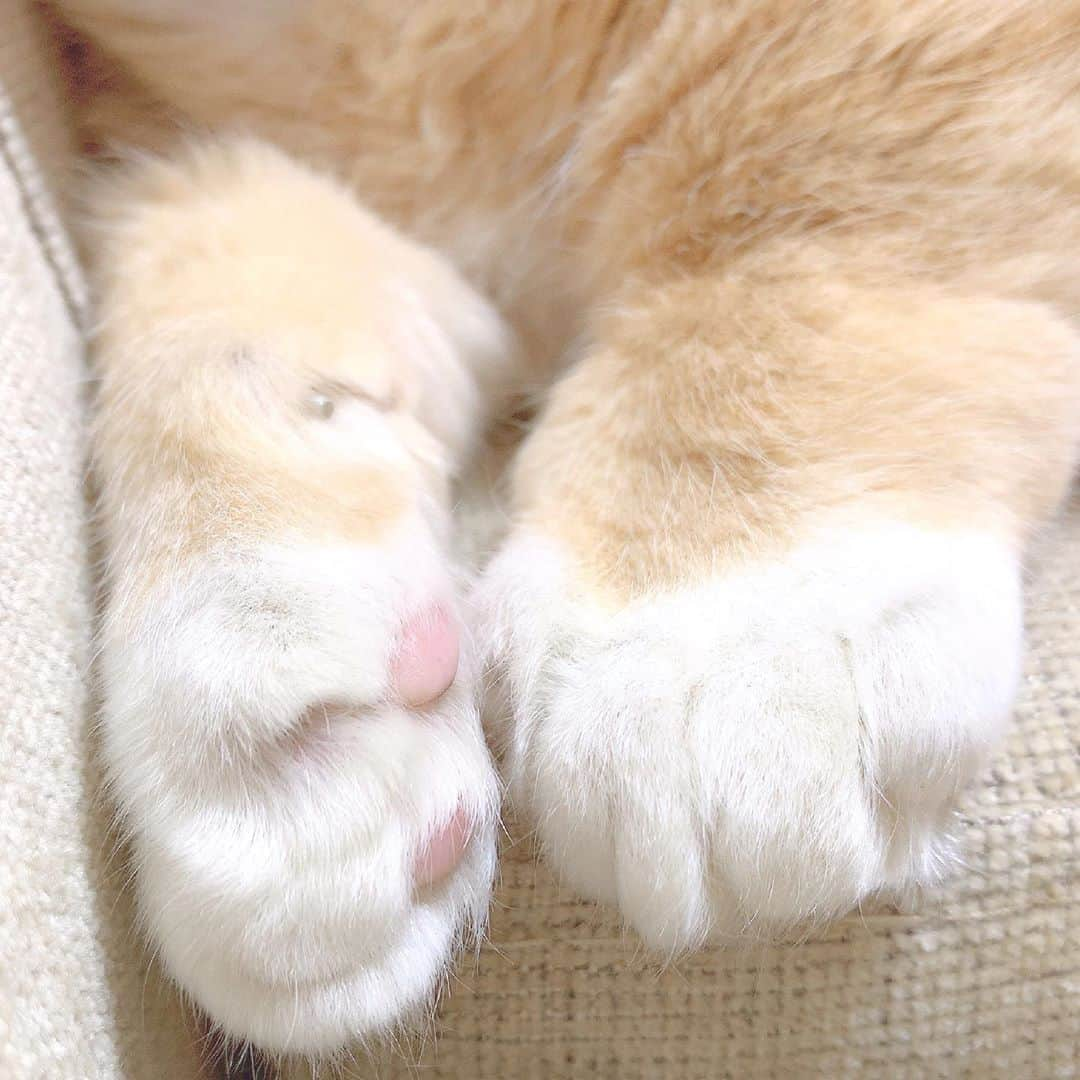 つぶらさんのインスタグラム写真 - (つぶらInstagram)「靴下履いてる かわいい . . #猫 #ねこ #cat #猫のいる暮らし #マンチカン #世界一可愛い手」6月18日 18時13分 - tsubra_