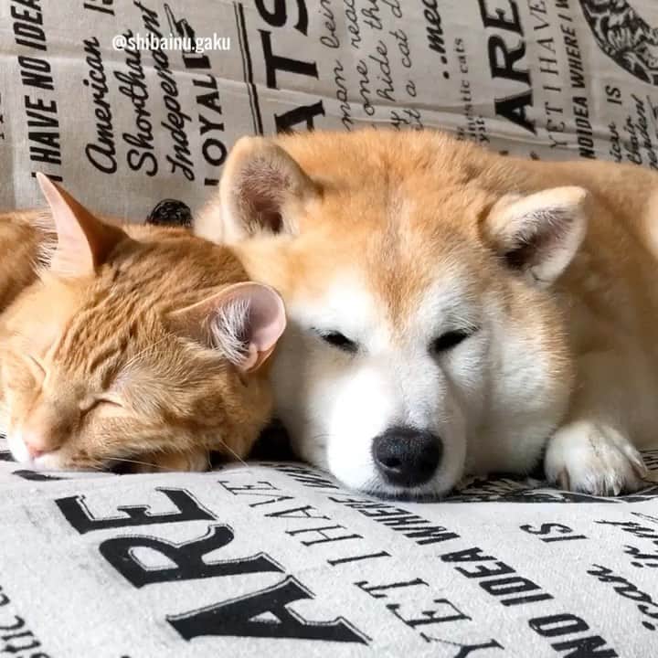 のインスタグラム：「やはり梅雨☔️ *  これから全国的にお天気が崩れるみたいですね~😥 *  明日の気温も大幅に下がるようですので、体調を崩さないように皆さまもお気を付けください🙏 *  先日のお昼寝🐕🐈💤 *  岳の家の近くには米軍基地があります✈︎ こんな風に気持ち良くお昼寝していても、空母のロナルド・レーガンが横須賀港に入港中は、艦載機が厚木基地で離陸・着陸して飛行する為、騒音が発生しゆっくりと眠る事が出来ません😿 *  この日もちょうど寄港中でした⚓️ *  今は出港したようなので、平和な時間が戻って来ました🐕🐈💞 🐾----*----*----*----🐾 There is a US military base near Gaku's house✈︎ Even if you take a comfortable nap like this, while the aircraft carrier Ronald Reagan is entering Yokosuka Port, the aircraft will take off and land at Atsugi Base, and you will not be able to sleep slowly because of the noise😿 🐾----*----*----*----🐾 #柴犬 #岳 #柴犬岳 #柴犬ガク#gaku #shibainugaku #shiba #shibainu #shibastagram #いぬすたぐらむ #dogsofinstagram #寅次朗 #茶トラ #まるどら #gingercat  #にゃんすたぐらむ #岳と寅次朗 #catoftheday  #pecoいぬ部 #pecoねこ部 #pecotv #ワンフルエンサー #ニャンフルエンサー  #Hermoso #weeklyfluff #🐕📷 #dailyfluff #厚木基地 #コロナに負けるな #20200618」