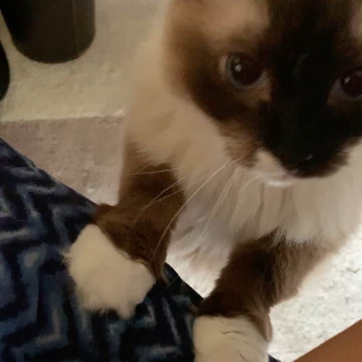 takegaeruのインスタグラム：「おひざ大好きマン #cat #猫 #ragdoll #ラグドール #ホワイトポッチーズ」