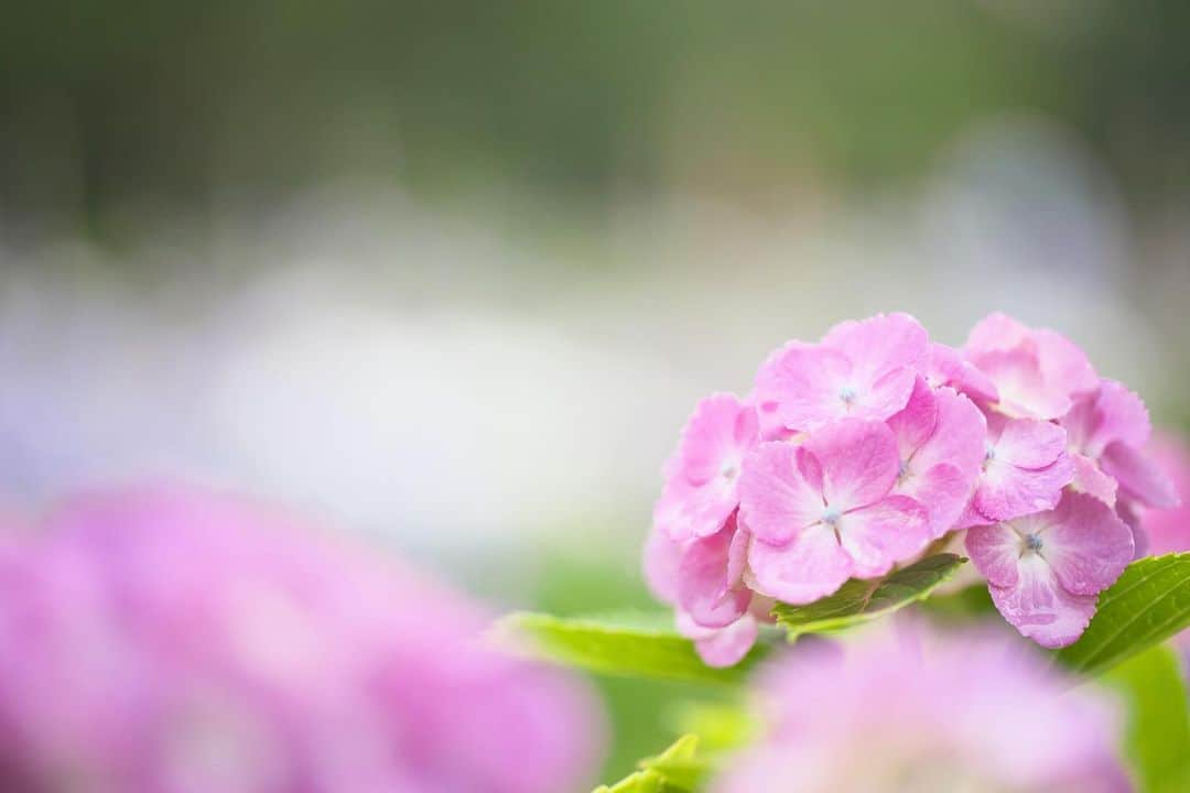 kiccyomuのインスタグラム：「☁️ 2020.06.18 Thu 近くの公園で… オーソドックスな #紫陽花 新しい品種を時々見かけるけど… 昔ながらの紫陽花もイイですよネ〜 心安らぎます😊 #心に花を * 今日もお疲れ様でした😊 明日も元気に🤗  location #千葉 📷撮影 2020年06月14日」