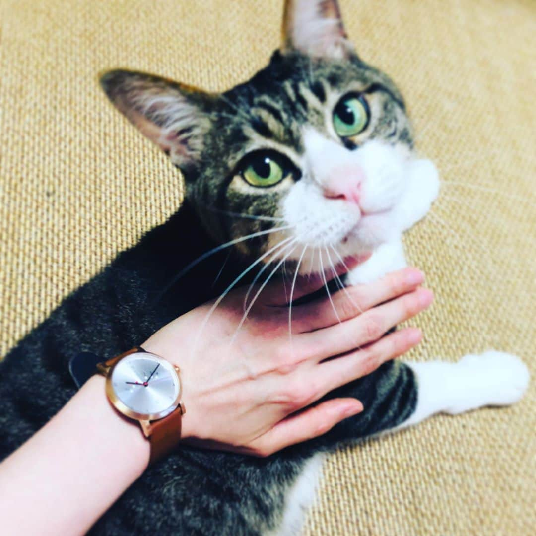 マロさんのインスタグラム写真 - (マロInstagram)「⌚︎No Monday⌚︎ シンプルで調和のとれたデザインの @nomonday_jp さんの時計は付け心地も良く、コーディネートしやすいニャン(=^x^=)💕 ✴︎ クーポンコード(rinnefk)で10%オフになるニャン🐾 ✴︎ #ノーマンデー#時計#腕時計#nomonday#watch#手元倶楽部」6月18日 19時11分 - rinne172