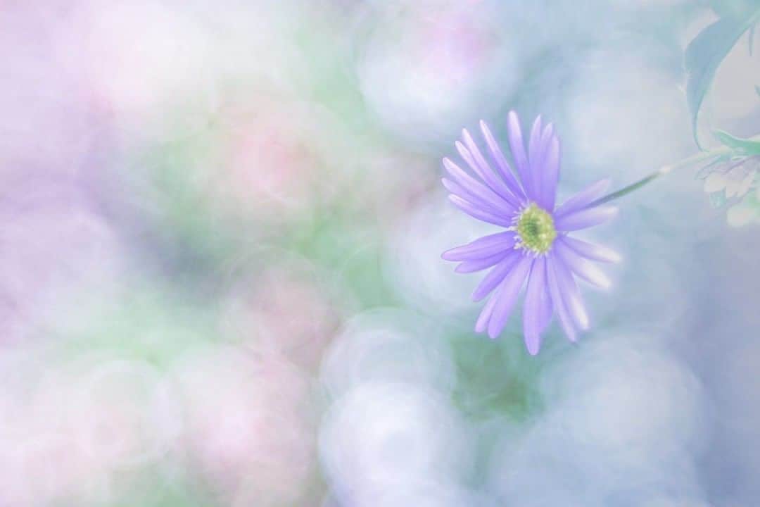 花の写真館のインスタグラム：「Photo by 原 みゆ.⠀ .⠀ Original Post[投稿いただいたURL]⠀ https://www.facebook.com/photo.php?fbid=1035087436884131⠀ .⠀ 本アカウントは、 #私の花の写真 をつけてInstagramに投稿された皆さまの花の写真や、「花の写真館」Facebookページで投稿された花の写真を紹介します。⠀ 「花の写真館」Facebookページは、「 @floral.photograph 」のプロフィールにあるURLからご覧ください。⠀ .⠀ ※各自、政府、自治体など公的機関の指示に従った行動をお願いします。⠀⠀ 東京カメラ部および分室では、写真を「見る楽しみ」を提供することを通して、微力ながら皆様にわずかな時間でも癒しをお届けしたいと思っております。⠀ ※本アカウントは東京カメラ部がFacebook、Instagramのサービスを利用して運営しているもので、Facebook社・Instagramとは一切関係ありません。⠀ .⠀ #花の写真館 #floralphotograph #floralphoto #flower #flowers⠀ Follow: @floral.photograph」