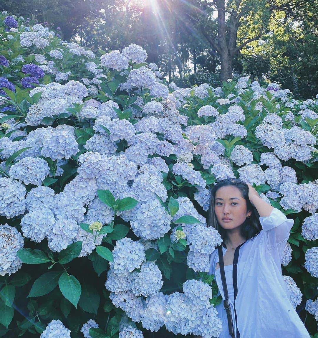 脇田紗良さんのインスタグラム写真 - (脇田紗良Instagram)「#紫陽花　🤍☺︎」6月18日 20時13分 - sara_wakita1010
