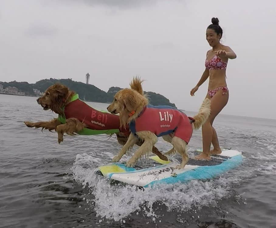 大村 奈央さんのインスタグラム写真 - (大村 奈央Instagram)「❤️🧡💛🐶🐶🏄‍♀️今朝はジャンプ！ 👙 @roxy @roxyjapan 🌺 #goldenretriever #gopro @gopro @goprojp #dog #surfingdog #ゴールデンレトリバー #犬 #ベルサニ #江ノ島」6月18日 20時31分 - naoomura