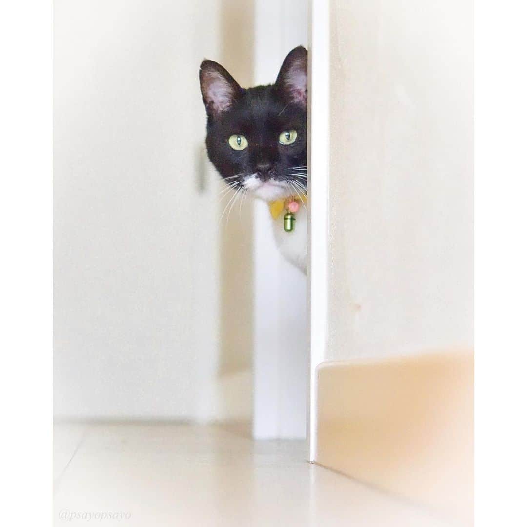 ❤?❤❤❤ Sayo ??❤?❤️❤️❤️のインスタグラム：「★ Peep👀　★. .  It has been half a year since Nyaami was called to heaven. I am getting used to living without him, but sometimes call his name on the photo. Because I feel like he replies "Meow" somehow. I hope he is happy in heaven. .  にゃあみぃが天国の住民になって半年が過ぎました。 彼の居ない生活に段々慣れてきましたが、時々写真に向かって名前を呼んでしまいます。なんとなく『ミャー』とお返事してくれそうな気がして。 天国で幸せに過ごせてるといいな。」