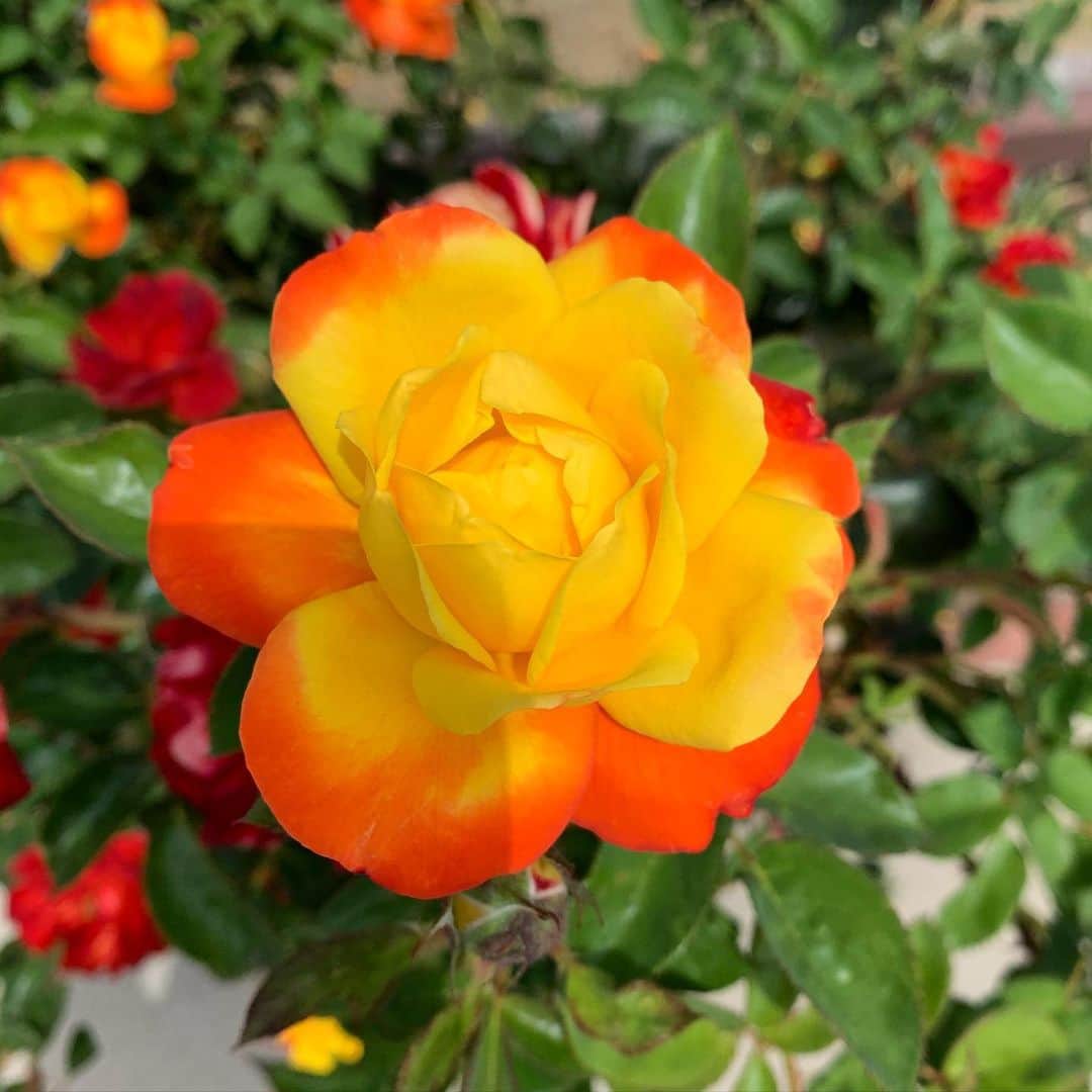 ブライス・ジョンソンさんのインスタグラム写真 - (ブライス・ジョンソンInstagram)「I mean... c’mon! That is stunning!  #flowersofinstagram」6月19日 7時30分 - mrbrycejohnson