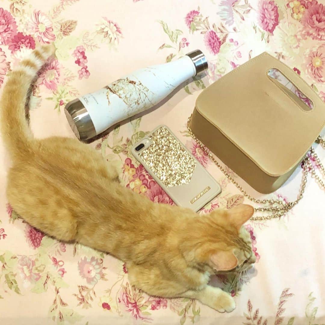 のインスタグラム：「. 前にストーリーでアンケートとった新しいアイフォンケースとボトル💡 両方とも @idealofsweden さんのもの☺️ マイボトルもこの時期必須だから色味同じにしてまとめてみた☺️ ちょうど写真撮ってたらかろんが写り込んでくれたの💓 色味あうでしょ笑 で、ちょうどこの @idealofsweden さんなんだけど、動物愛護に力を入れていて、寄付だったりしているの。それから動物→環境って繋がるから　環境にも優しいの！梱包資材が100パーリサイクルのものなんだって！ こういうブランドさんは応援したくなる🥺 動物大好き人間として尊敬します。 詳しくはストーリーでスワイプできるようにするね！Fashionのところでハイライト固定しとくね☺️ . おっと！ちなみにクーポンコード頂きました🙌 yukina.23na15 6/30までだよ！ 欲しい方は急いでね、ごめん！ . . . . #アイフォンケース　#キラキラ　#夏　#マイボトル #動物愛護 #動物大好き #おしゃれ #ファッション小物 #ゴールド #idealofsweden #pr #mybottle  #loveanimals #savetheearth #summer #mycat #usediphone #summerstyle In paid collaboration with #idealofsweden」