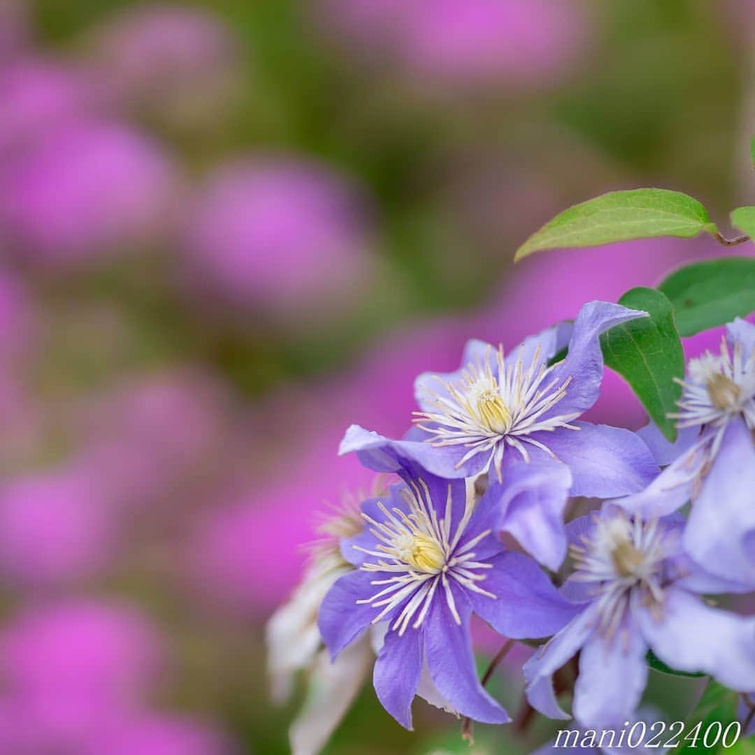 mani022400さんのインスタグラム写真 - (mani022400Instagram)「. 19 Jun. 2020 ． . Good morning🌸🌺🌹✨ 久々に複数ポスト ピンクの後ろボケが華やかに 今週の週末は雨降らなそうですね 紫陽花を観に行きたいです✨ . . . 🌺🌺🌺🌷🌷🌷🌹🌹🌹🌸🌸🌸 ご訪問ありがとうございます🙇 . お花以外の写真は サブアカウントにポストしています。 良かったら、覗いてください🙇🙇 ⬇️⬇️⬇️ @mani0224000 . 🌺🌺🌺🌷🌷🌷🌹🌹🌹🌸🌸🌸 . . . . . 🔷🔷🔷🔷🔷🔷🔷🔷🔷 #カメラ好きな人と繋がりたい  #flower  #花 #flowers  #写真好きな人と繋がりたい love_bestjapan  serahana #ファインダー越しの私の世界  #花のある暮らし  #bns_lite #eclecticshow #explore_floral . #9vaga9  9Vaga_Rose9  9vaga_3flowers9  #floristsandflowers #ip_for_blossoms_vip  #fabulous_shots ig_flowers #ponyfony_flowers #meiko_flora_member meiko_roses  #myheartinshots #la_flowers #rainbow_petals #top_favourite_flowers  #quintaflower #inspiring_shot #phx_flowers dreaming_in_macro flower_special_legend  #nature_special_legend  #ind_flowers #tv_flowers  #best_mmf_vipday  #best_beauty_flora_  9vaga_flowersart9 #ptk_flowers #fleur_noblesse_m .」6月19日 6時10分 - mani022400