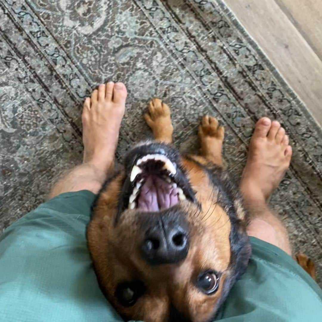 デレク・ハフさんのインスタグラム写真 - (デレク・ハフInstagram)「This face knows how to get what he wants 🐕」6月19日 6時21分 - derekhough