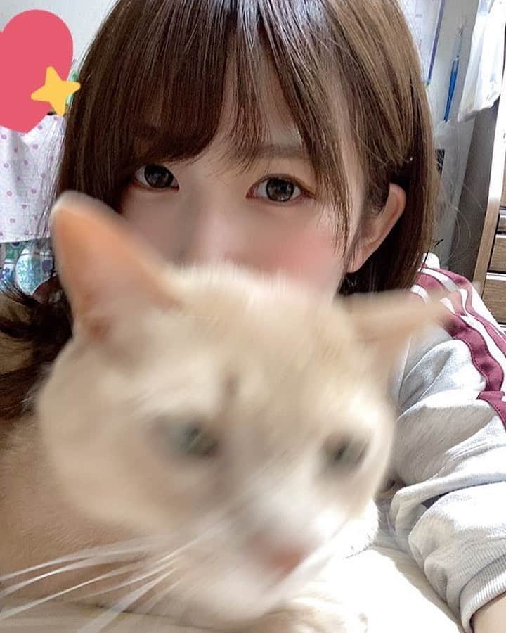 村上りいなさんのインスタグラム写真 - (村上りいなInstagram)「Good morning🎶　早安‼︎ #cat #cute #family #かわいい　#猫 #instagood #followme」6月19日 6時36分 - riina_murakami