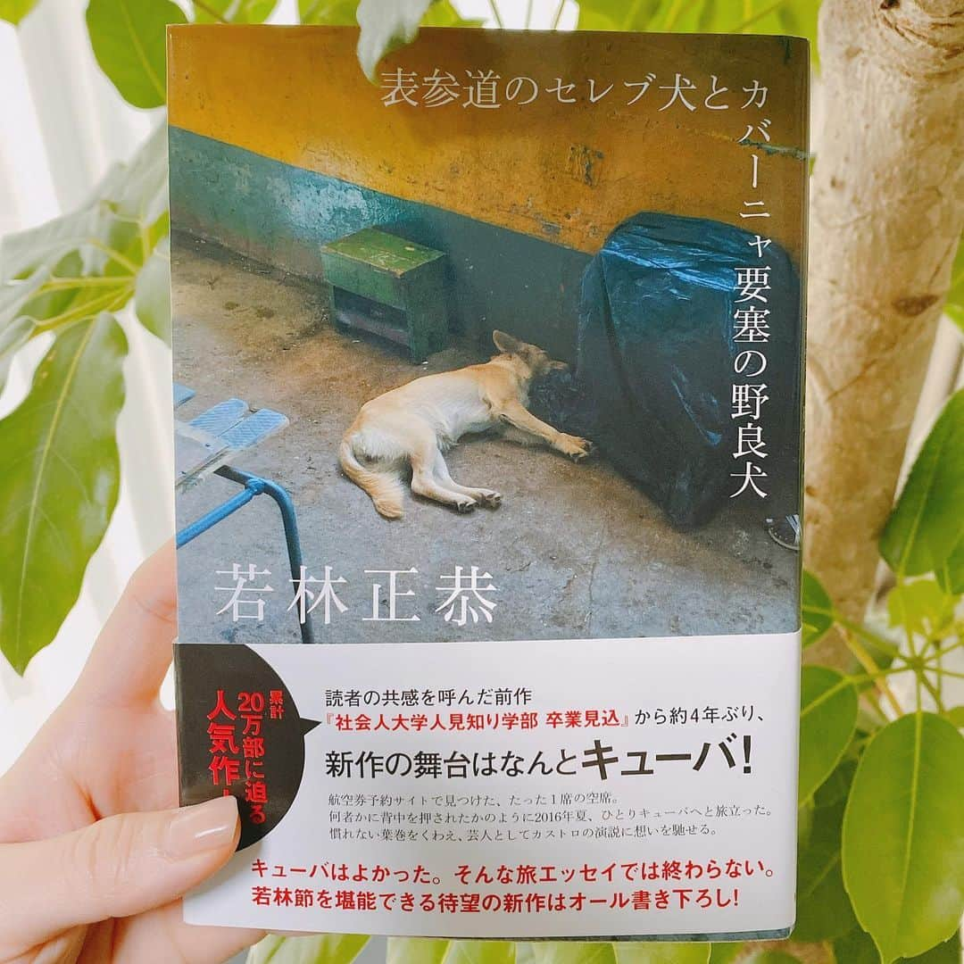 瀧口友里奈さんのインスタグラム写真 - (瀧口友里奈Instagram)「・ #瀧口友里奈の本棚からこの一節 📚4冊目 ・ 私の本棚に並ぶ書籍から気になった一節を拾い、そこからぼんやりと考えたことを綴ります。 ・ 今日の一節は… 【キューバに行ったのではなく、東京に色を与えに行ったのか。】 『表参道のセレブ犬とカバーニャ要塞の野良犬』/若林正恭より📘 ・ ・ 「海外旅行から日本に帰る時、毎回飛行機の中で、〝本当のことを言えない国に戻るんだな〟って思うもん」と、よくテレビで冗談めかして言っている芸人オードリーの若林さん。 「若林さん、一体どれだけ心に言えないことを抱えてるんだろうw」と笑いながら番組を見ていたのですが… この本の序盤を読むと、その若林さんの”言えないこと”がなんとなく想像されます。 ・ ・ 「競争」「格差」「不寛容」への不満。 幼少期から、現在第一線で芸人さんとして活躍するようになってもなお、この居心地の悪さが消えないんですね。わかります。 しかも、社会人になって、社会の一員として馴染もうとすればするほどこれが重くのしかかってくる。 ・ そんな中、若林さんは、家庭教師の先生との会話を通して、日本の暮らしの居心地の悪さの原因は、人そのものではなく、”新自由主義”に基づく社会設計にあるのではないかと気づきます。 そこから、このイデオロギーの対極にある、社会主義国キューバへ一人旅へ。その旅の帰りの飛行機の中でつぶやいたのが、冒頭の一節です。 ・ ・ 「灰色の街」日本は、キューバの存在を通して相対化されることで、色を与えられたのでしょう。 ・ 相対化されて初めて、「日本で生きることを自分で選んでいるのだ」という納得のようなものが生まれたのではないでしょうか。 この納得感が、資本主義の自由競争システムに組み込まれて日々を生きる私たちの憂鬱を晴らしてくれる唯一の助けなのかもしれません。 ・ 自由と競争を課せられているのだとすれば、その与えられた自由の中で、どの価値を選び取るのかもまた各人の自由。 ・ 例えば、Facebook CEOのマークザッカーバーグの姉のランディ・ザッカーバーグ は”Pick Three”という著書の中で、「人生の幸せを得るには、毎日その日やることを「仕事」「家族」「友人」「睡眠」「エクササイズ」の5つのカテゴリーから、三つだけ選ぶことだ」と言っています。三つならばしっかり達成できて、忙しさで何もできなかったという罪悪感も生まれないと。自分で決めた三つだから、当然納得感もあるはず。 ・ 要は、どうすれば自分の納得感が得られるか。歴史を学んだり、旅をしたりという相対化のプロセスは、きっとそれを助けてくれるんじゃないかと思います。何より、楽しいですし。 実は、私もずっとキューバへ行きたかったのですが、フライト時間が長すぎ、日数確保できず、先延ばしになってきました。コロナが治ったら必ず実現させたいです。 ・ この若林さんの本は、旅モノのエッセイとしての面白さだけでなく、意外な展開で、構成の妙がすごい。旅モノの範疇には収まらない、出逢えてよかった傑作です！ 泣き笑い、忙しかった。。」6月19日 6時58分 - yurinatakiguchi