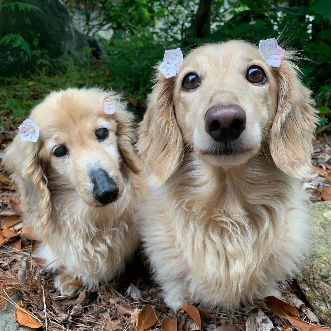 ハッチ＆ニコのインスタグラム：「Good morning ☁️ 🌸🐶🐶🌸おはようございます。 ハッチ君お鼻がハゲてきた😅🐶💦 #カメラ嫌い同好会 #pecoいぬ部 #犬の生活が第一 #癒しわんこ #dachshund #犬バカ部 #短足部 #ふわもこ部 #tokyocameraclub #東京カメラ部」