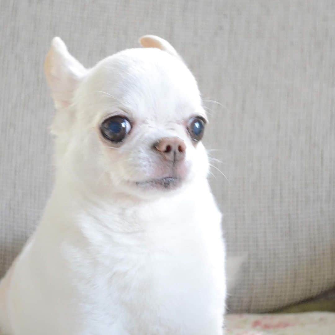 KORIKIのインスタグラム：「おはようございます♪ * #置物　？ #dogofsapporo #dog, #dogs, #dogstagram,#chihuahua,#犬バカ部,#チワワ,#koriki, #hanadog #白スムチ連合会, #スムチー,  #dogofthedayjp, #dogoftheday  #ilovemydog #instadog #instapet #WhiteChihuahua  #吉娃娃 #치와와  #dogsofinstagram #Chihuahualover  #ชิวาวา #チワワの輪 #barkbox #WhiteChihuahuaParty #もふもふモフモフ」