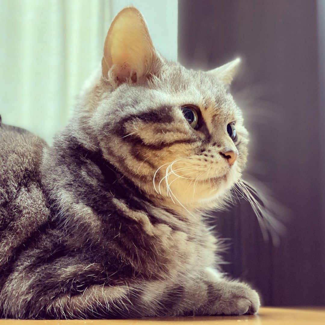 のインスタグラム：「※ 今日は もうオーラでてるんで 美輪明宏先生の後継者ということでよろしいか？  #髪色は黄色じゃないほうの #美輪明宏」