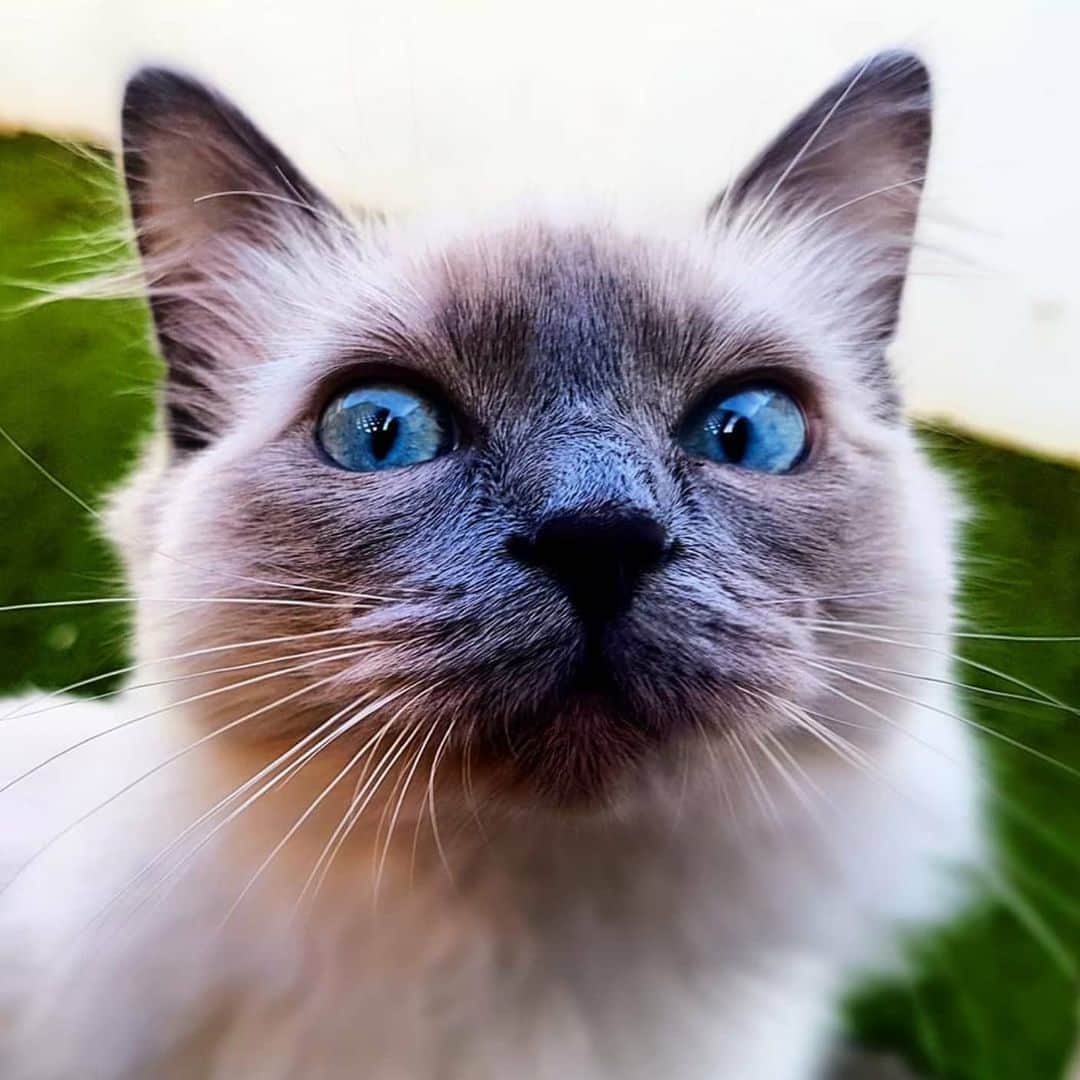 CatStockerさんのインスタグラム写真 - (CatStockerInstagram)「Hello! #catstocker is here!  Follow our FURRriend @ashar_the_cat  Swipe for more pictures 👉 . . . . . #cat #neko #mačka #chat #kočka #котка #kotek #kot #кіт #mače #кошка #кот #katze #gato #gatto  #子猫 #kattunge #猫 #고양이 #貓 #kedi #köttur #kissanpentu #חתול #кішка #子猫 #고양이새끼 #kitty #cats」6月19日 7時17分 - catstocker