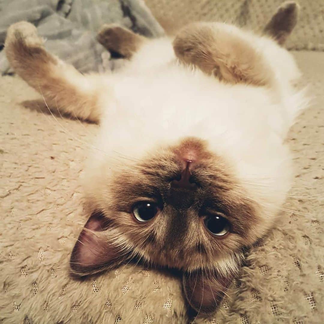 CatStockerのインスタグラム：「Hello! #catstocker is here!  Follow our FURRriend @ashar_the_cat  Swipe for more pictures 👉 . . . . . #cat #neko #mačka #chat #kočka #котка #kotek #kot #кіт #mače #кошка #кот #katze #gato #gatto  #子猫 #kattunge #猫 #고양이 #貓 #kedi #köttur #kissanpentu #חתול #кішка #子猫 #고양이새끼 #kitty #cats」