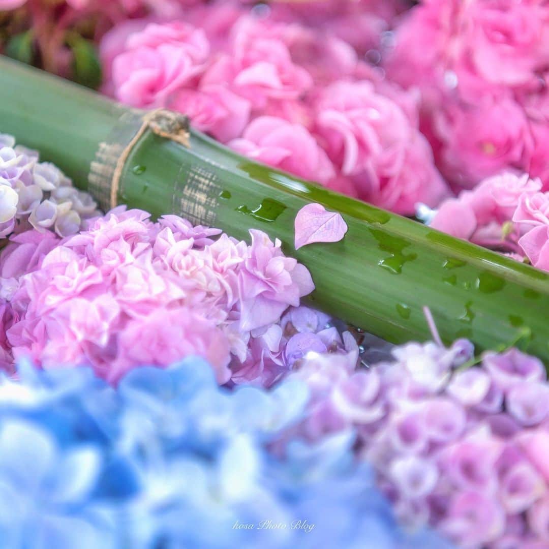 コサさんのインスタグラム写真 - (コサInstagram)「パステルカラー 紫陽花がぷかぷか気持ちよさそう😄 花金、今日も頑張りましょう💪 . Location:京都 Kyoto / Japan Data:2020年6月 . #紫陽花 #花手水 #ip_blossoms #はなまっぷ #私の花の写真 #wp_flowers #ip_for_blossoms #sorakataphoto #LBJ_VIP #light_nikon #art_of_japan_ #tokyocameraclub #dpj_member #IG_PHOS #photo_jpn #ptk_japan #pt_life_ #bestjapanpics #Japan_Daytime_View #広がり同盟メンバー #nipponpic_member #special_spot_vip #japan_of_insta #bestphoto_japan #Rox_Captures #kf_gallery_vip #1x_japan #IGersJP #jgrv_member #colore_de_saison」6月19日 7時27分 - kosa_photo