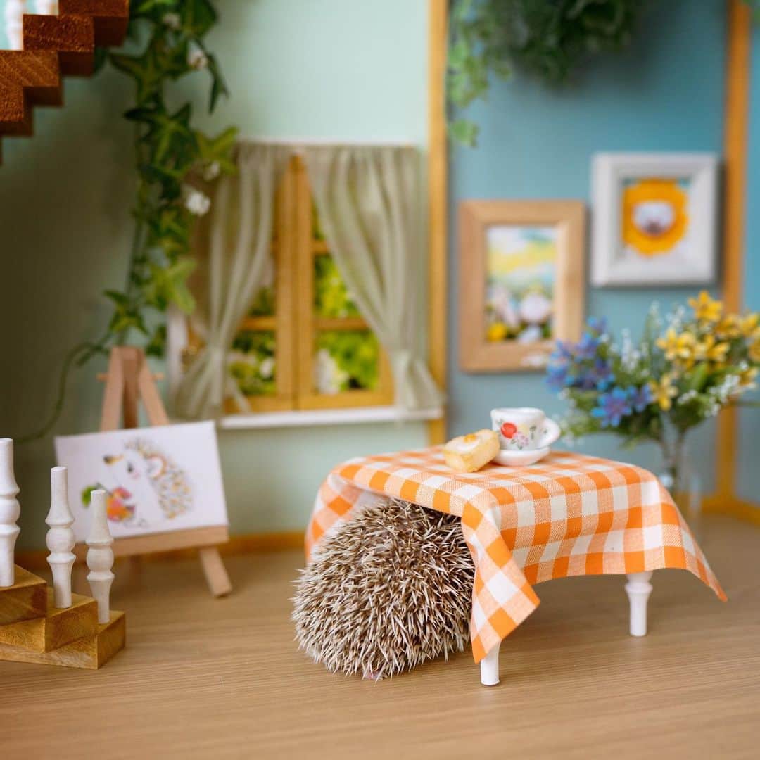 ダーシーのインスタグラム：「The new resident is checking every nook and cranny of the room🦔🔎」
