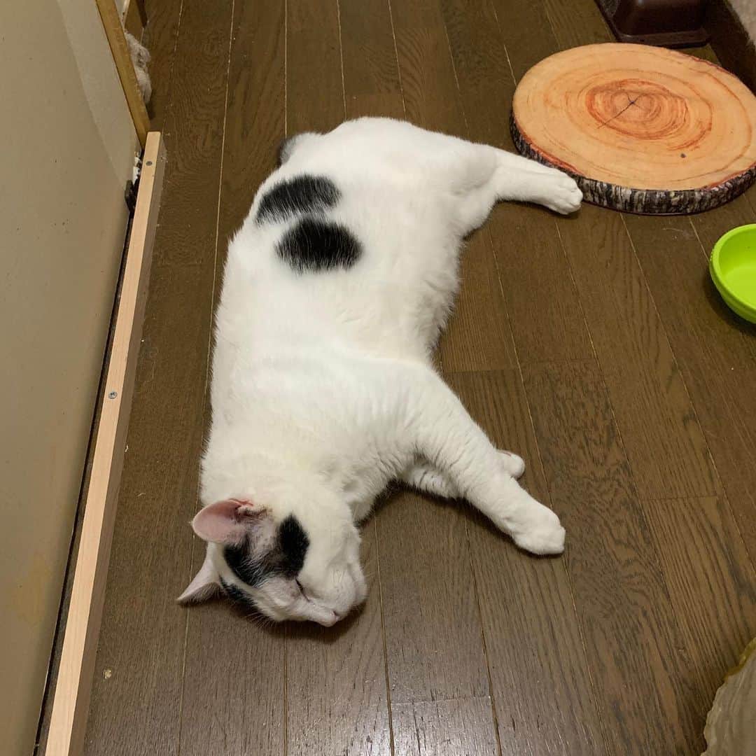 Kachimo Yoshimatsuさんのインスタグラム写真 - (Kachimo YoshimatsuInstagram)「インスタライブ中に行き倒れたので終了！ #うちの猫ら #nanakuro #猫 #ねこ #cat #ネコ #catstagram #ネコ部 http://kachimo.exblog.jp」6月18日 22時49分 - kachimo