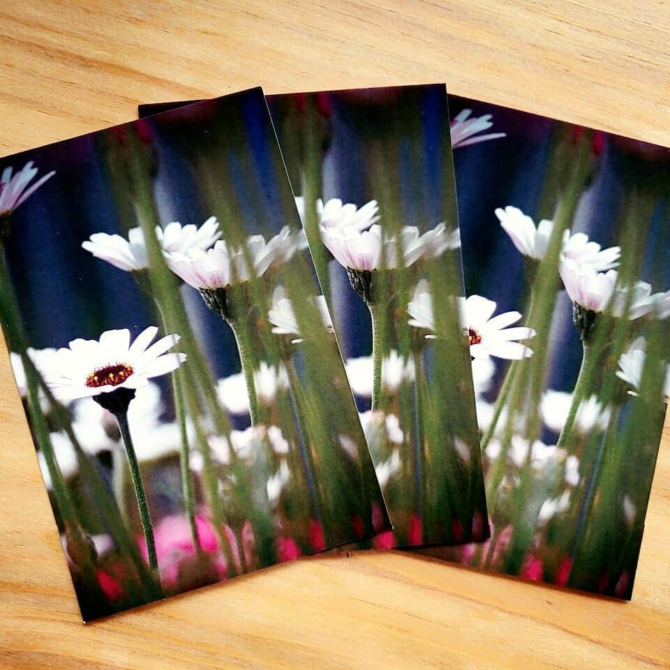 岡本真夜さんのインスタグラム写真 - (岡本真夜Instagram)「数年前、江ノ島で撮った写真。 ホームページのファンクラブのエリアにて、今月のプレゼント、ということで３名の方にプレゼント😊  #ポストカード #オリジナル #趣味 #カメラ #花 #江ノ島 #写真 #hobby #camera #postcard #flowers」6月18日 22時52分 - mayookamoto510