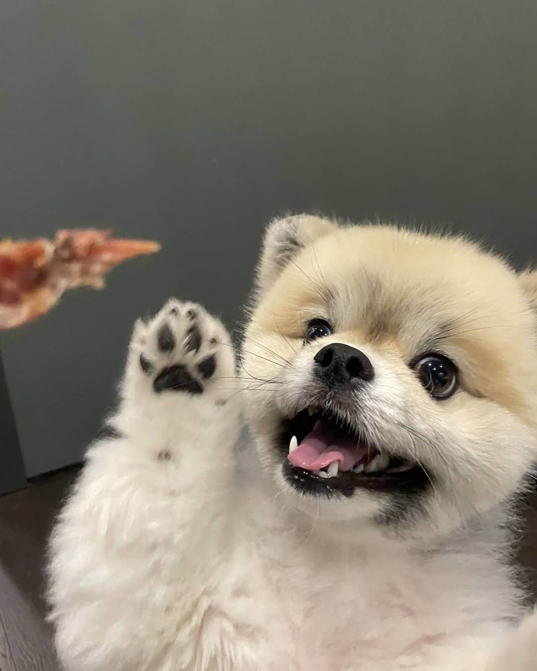 イ・ジフンさんのインスタグラム写真 - (イ・ジフンInstagram)「#타미  먹을거앞에선 손도 잘줘요🐾 굿밤👋」6月18日 23時13分 - _leejeehoon