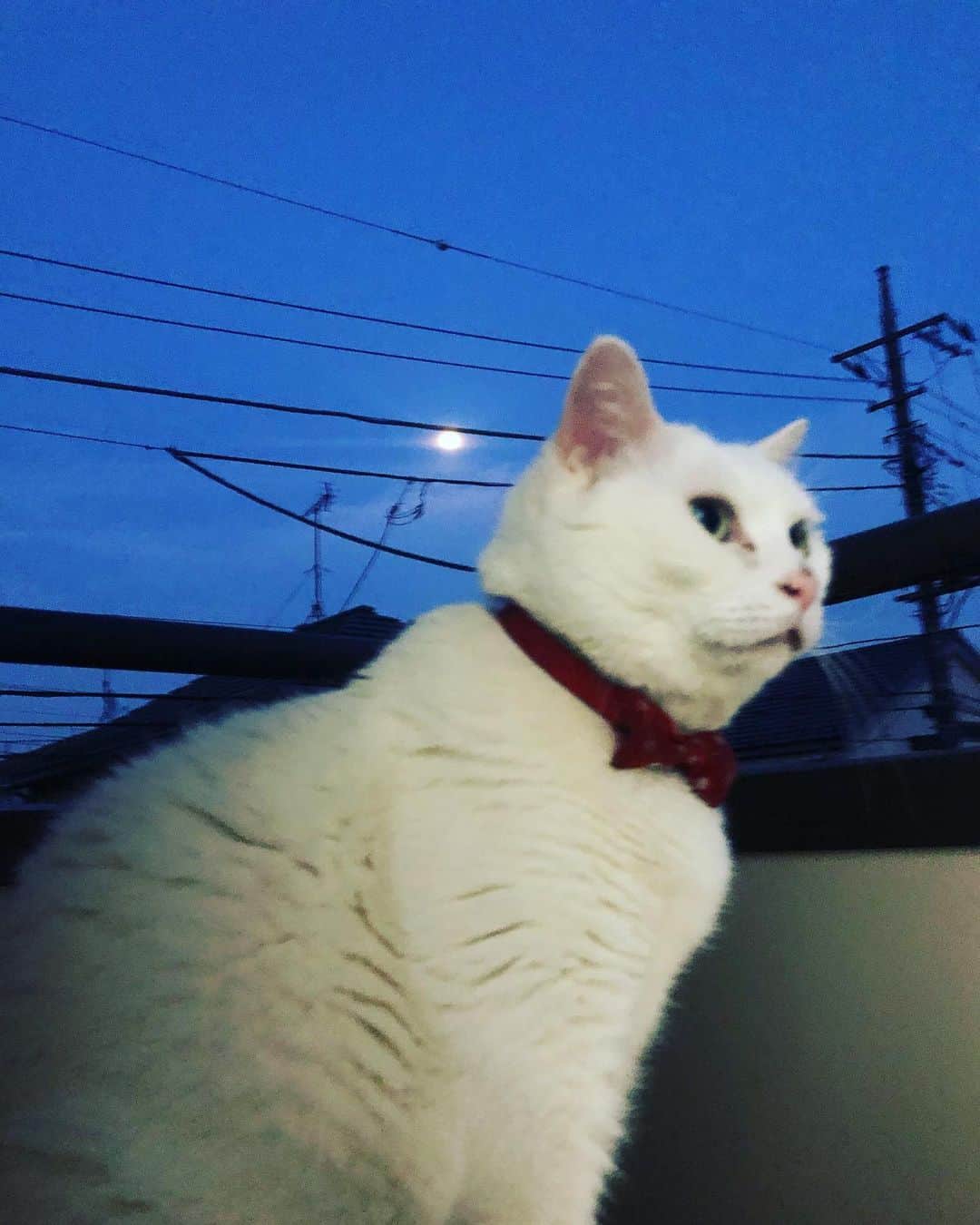 鳳真由さんのインスタグラム写真 - (鳳真由Instagram)「お月さまとすず」6月18日 23時21分 - ootorispecialpanic