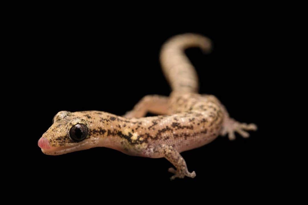 Joel Sartoreさんのインスタグラム写真 - (Joel SartoreInstagram)「Meet the Malagasy salamander gecko. As its name implies, this nocturnal critter is endemic to the island of Madagascar. Highly dependent on spiny scrub forests in the coastal southwest, this species is becoming increasingly rare as human activity fragments what was once intact habitat. Burning and land clearance for maize agriculture is a major threat, as is the harvesting of trees for charcoal production, which the salamander gecko relies on for cover in order to avoid predators. #gecko #salamander #Madagascar #tongue #cute #PhotoArk #savetogether」6月18日 23時27分 - joelsartore