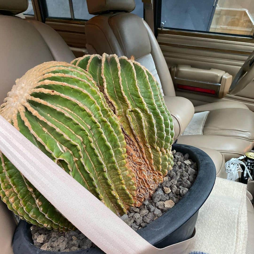 のインスタグラム：「Buckle up, please. #Echinocactus @srl_tokyo」
