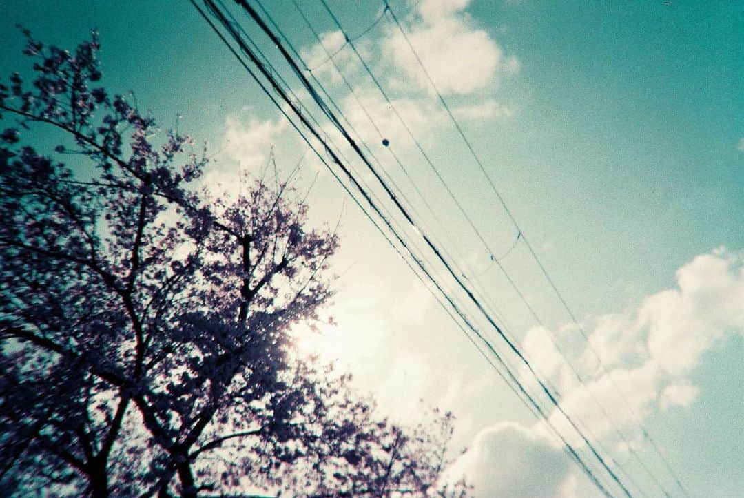岡畑雛生さんのインスタグラム写真 - (岡畑雛生Instagram)「儚い感じがなんとも言えない。。 現像したfilm🎞」6月18日 23時44分 - hinana_okahata