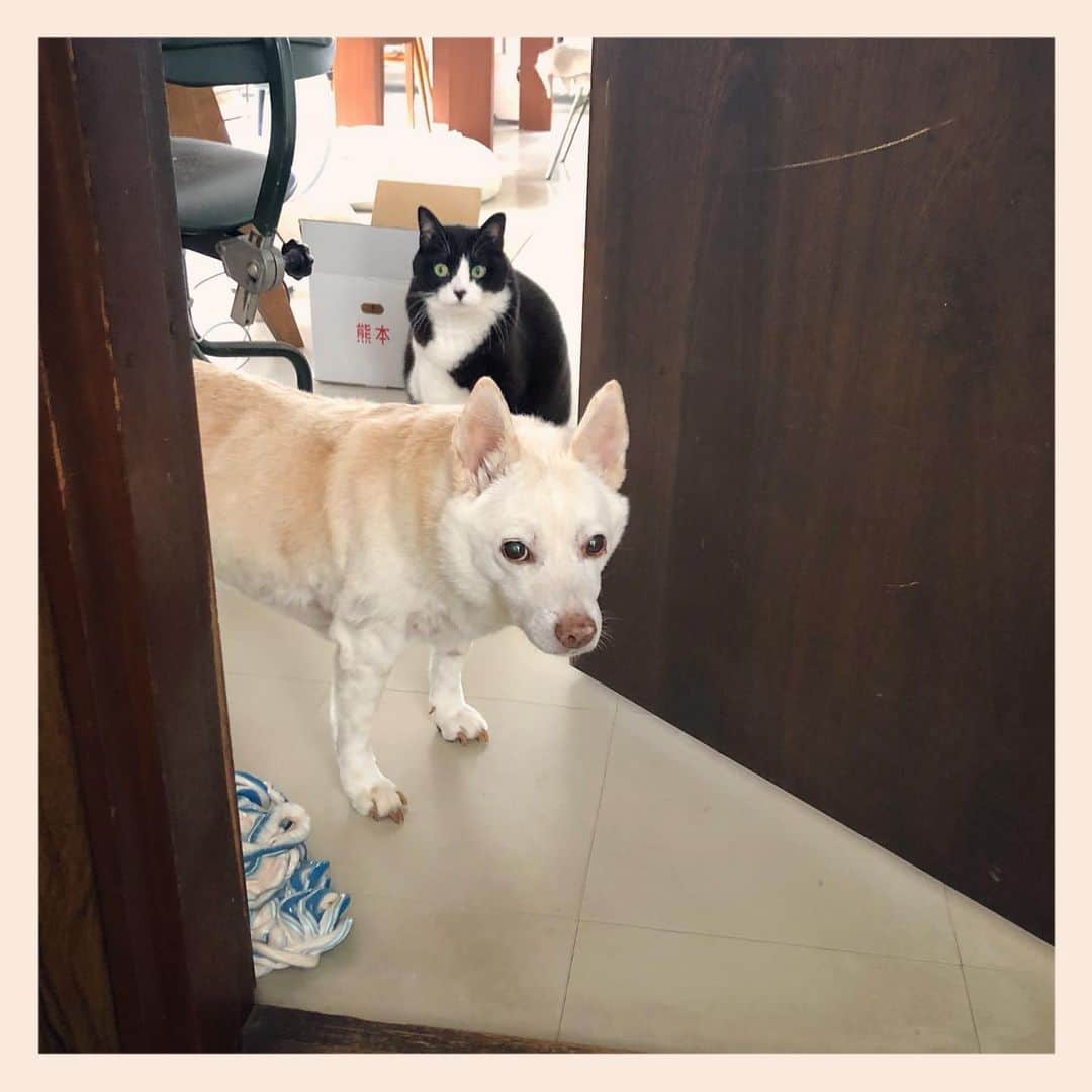 パンといっぴきのインスタグラム：「#元保護犬 #雑種犬 #犬と猫 #元保護猫 #白黒猫 #ハチワレ #blackandwhitecat #crossbreed #tuxedocat #mixdog #catanddog」