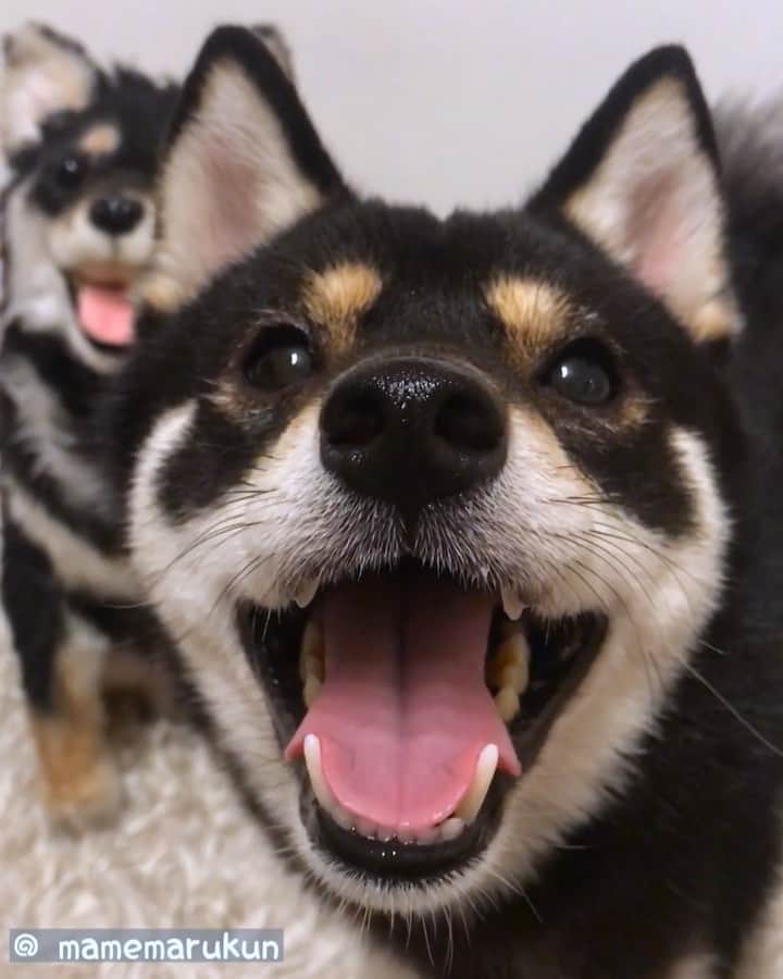 まめ丸のインスタグラム：「* * ほとんどぼくしかうつってない動画🐶💓 * twins🐶⁉️💓 * #みて #ぼくをみて🐶💓 #まめスマイル * #柴犬#豆柴#柴#黒柴#犬#ふわもこ部#いぬのきもち #shiba#shibainu#shibastagram#shibadog#puppy#instadog#dogstagram#dog#instashiba#petstagram#pet#cutepetclub#강아지#멍스타그램#doglover#ilovemydog#weeklyfluff#まめ丸双子疑惑」