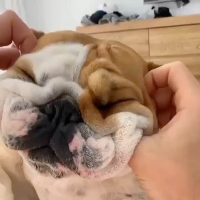 Bodhi & Butters & Bubbahのインスタグラム：「Relax...it’s almost Friday 💗 . . . . . #bulldog #puppy #love #almost #friday #one #more #sleep #smile #be #happy #dog #life #dogsofinstagram #bff #sweet #girl 💗 @itmepepperoni」