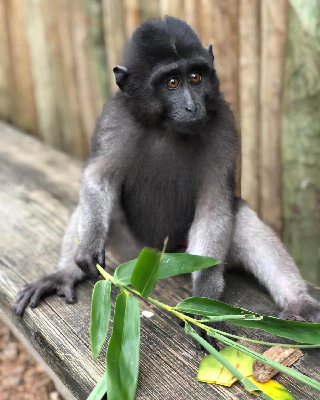 Zoological Wildlife Foundationさんのインスタグラム写真 - (Zoological Wildlife FoundationInstagram)「Little maharaní looking beautiful as always ✨#tbt」6月19日 1時03分 - zwfmiami