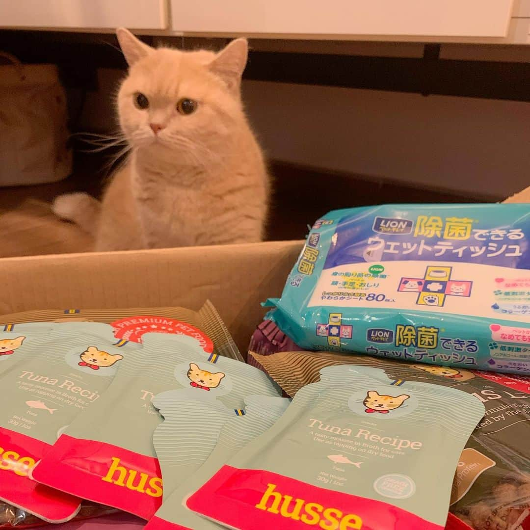 Little & Miloさんのインスタグラム写真 - (Little & MiloInstagram)「ฅ(⌯͒• ɪ •⌯͒)ฅ＆ฅ(⌯͒•·̫•⌯͒)ฅ 小短腿Little & Milo感謝♡瑞典Husse的營養師為小短腿們細意挑選了多款保健食品、100%全天然成分乾糧、罐罐及防疫用品🐾🐾 So sweet～♡ @husse.hk  #hussehk #petfood #LittleMilo #littlemilo #短い手足 #可愛い猫 #立つ猫 #munchkin #munchkincat #寝顔 #可愛い寝  #stayhome #istayhomeformyfamilyandfriendandcat  Instagram: https://www.instagram.com/little_milo_munchkin Facebook: http://facebook.com/i.am.little.milo Twitter: https://twitter.com/i_am_littlemilo」6月19日 1時58分 - little_milo_munchkin