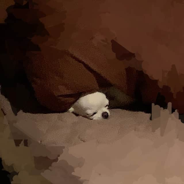 HISASHIのインスタグラム：「チワワ国の国旗。 #テチ #chihuahua #チワワ」