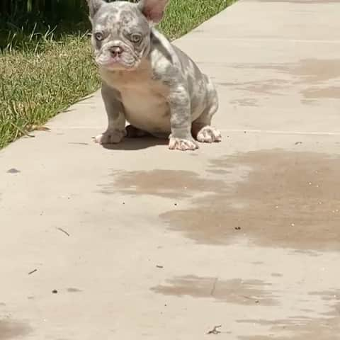 Oprahnbooのインスタグラム：「Merle male, #lilacmerle #dogsoftheworld  #dogsofinstagram  #dogsofinsta  #doglovers  #dogs  #doglife  #tag #share」