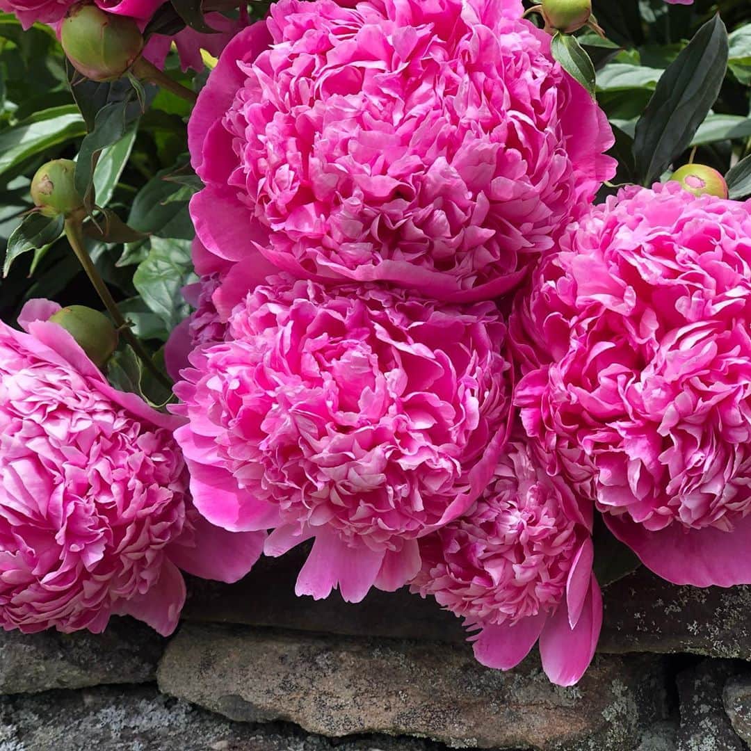 マーシャ・ゲイ・ハーデンのインスタグラム：「In bloom #peony #iris #rhododendron #daisy #nature」
