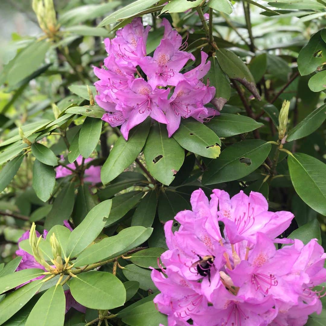 マーシャ・ゲイ・ハーデンさんのインスタグラム写真 - (マーシャ・ゲイ・ハーデンInstagram)「In bloom #peony #iris #rhododendron #daisy #nature」6月19日 3時40分 - mgh_8