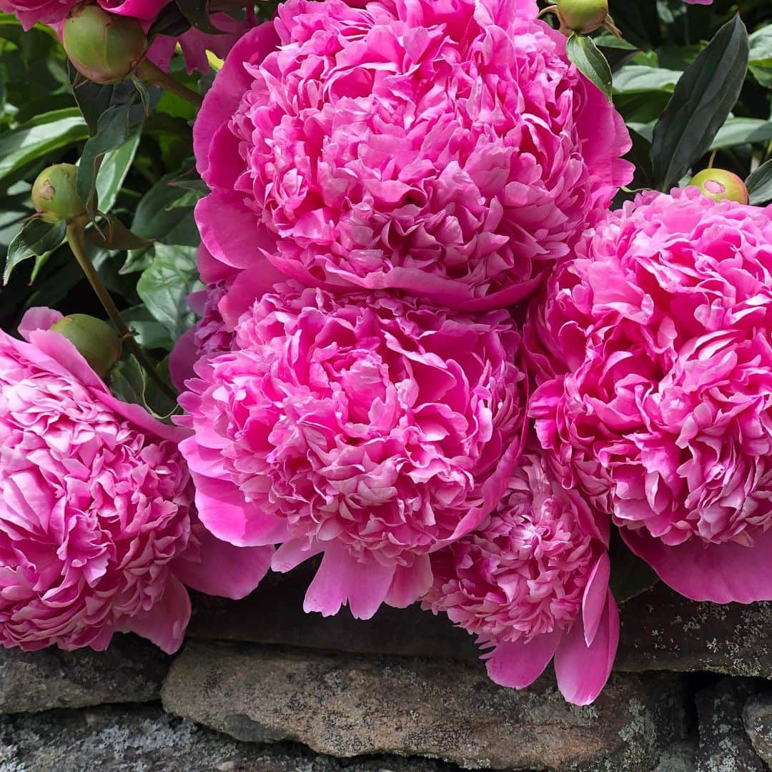 マーシャ・ゲイ・ハーデンさんのインスタグラム写真 - (マーシャ・ゲイ・ハーデンInstagram)「In bloom #peony #iris #rhododendron #daisy #nature」6月19日 3時40分 - mgh_8