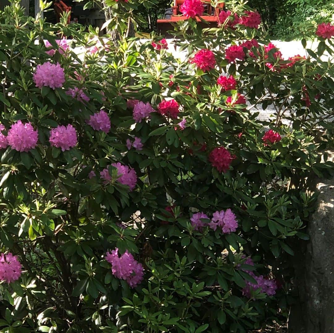 マーシャ・ゲイ・ハーデンさんのインスタグラム写真 - (マーシャ・ゲイ・ハーデンInstagram)「In bloom #peony #iris #rhododendron #daisy #nature」6月19日 3時40分 - mgh_8