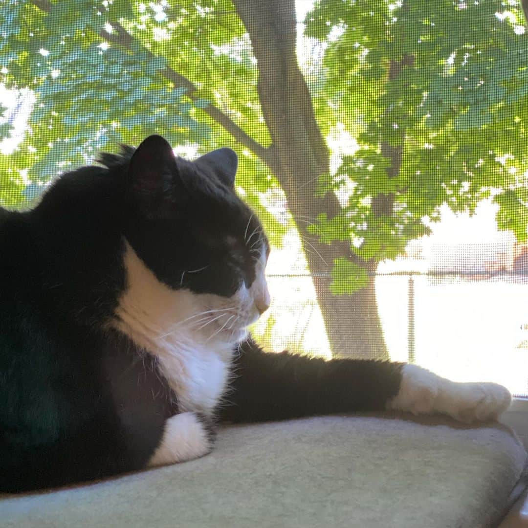 Tuxedo Cat Brosのインスタグラム：「Hugo in Summer ❤️🌷🌻」
