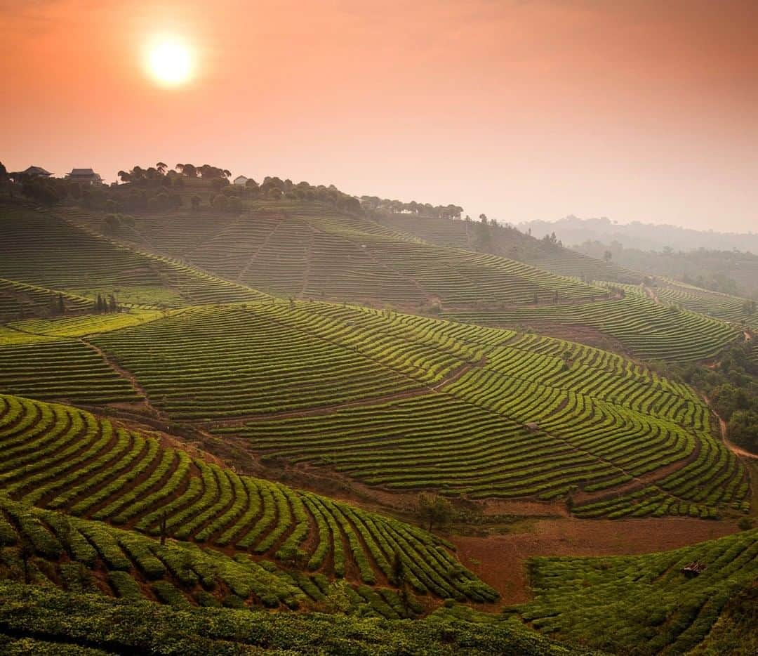 National Geographic Travelさんのインスタグラム写真 - (National Geographic TravelInstagram)「Photo by Michael Yamashita @yamashitaphoto | Terraces of tea unfold along the hillside of the largest tea plantation in Xishuangbanna in Yunnan Province, the number one producer of prized Puer tea. For more on Asia, please follow @yamashitaphoto. #xishuangbanna #Yunnan #China #puer #tea」6月19日 5時05分 - natgeotravel