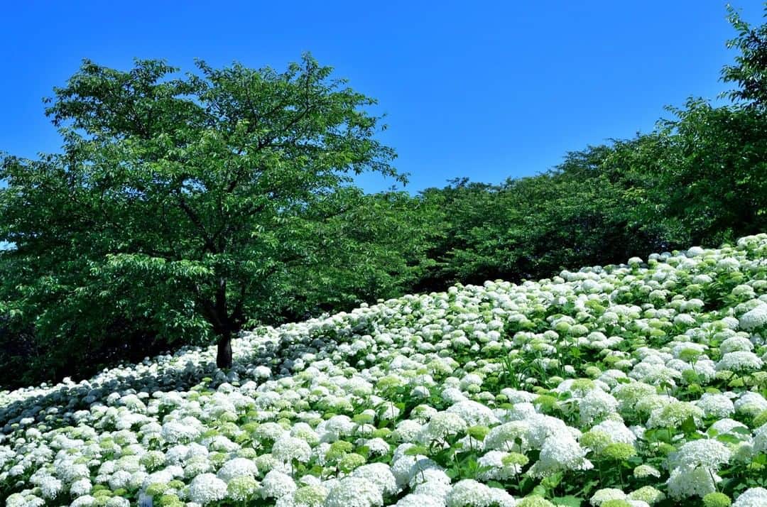 のインスタグラム：「【 Gongendo Tsutsumi (riverbank) // #Saitama 】  Gongendo Tsutsumi (riverbank) is in Satte city, eastern Saitama Prefecture.  l Gongendo Tsutumi features about 1000 cherry blossom trees lining the bank for about 1 km. l When the cherry trees are in full bloom, pale pink flowers brightly blossom and create a stunning landscape.  l Not only during the cherry blossom season is the scenery beautiful; you can also enjoy various flowers in different seasons, such as hydrangea in June and red spider lilies in September. . ————————————————————————————— ◉Adress 887-3 Uchigouma, Satte City, Saitama Prefecture (Gongendo Prefectural Park) ————————————————————————————— THE GATE is a website for all journeys in Japan.  Check more information about Japan. →@thegate.japan . #Japan #view #travel #exploring #visitjapan #sightseeing #ilovejapan #triptojapan #japan_of_insta #療癒 #instagood #粉我 #赞 #travelgram #instatravel #unknownjapan #instagramjapan #instaday #flowerstagram #flowerlovers #hydrangea #hydrangealove #hydrangeaseason #ortensia#gongendo」