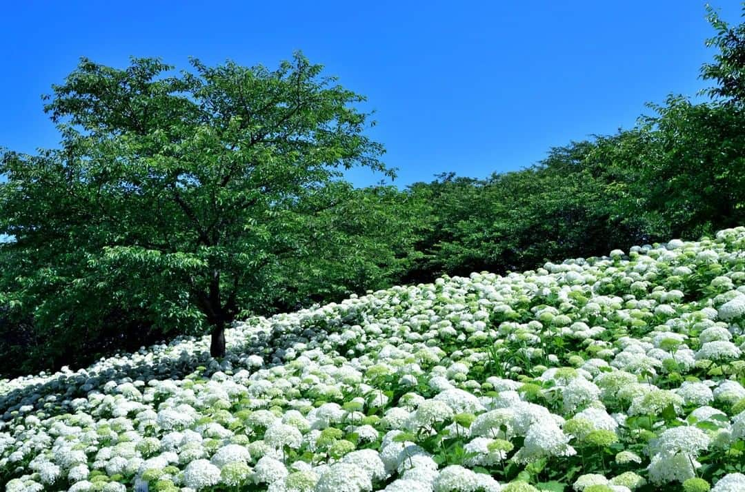 THE GATEさんのインスタグラム写真 - (THE GATEInstagram)「【 Gongendo Tsutsumi (riverbank) // #Saitama 】  Gongendo Tsutsumi (riverbank) is in Satte city, eastern Saitama Prefecture.  l Gongendo Tsutumi features about 1000 cherry blossom trees lining the bank for about 1 km. l When the cherry trees are in full bloom, pale pink flowers brightly blossom and create a stunning landscape.  l Not only during the cherry blossom season is the scenery beautiful; you can also enjoy various flowers in different seasons, such as hydrangea in June and red spider lilies in September. . ————————————————————————————— ◉Adress 887-3 Uchigouma, Satte City, Saitama Prefecture (Gongendo Prefectural Park) ————————————————————————————— THE GATE is a website for all journeys in Japan.  Check more information about Japan. →@thegate.japan . #Japan #view #travel #exploring #visitjapan #sightseeing #ilovejapan #triptojapan #japan_of_insta #療癒 #instagood #粉我 #赞 #travelgram #instatravel #unknownjapan #instagramjapan #instaday #flowerstagram #flowerlovers #hydrangea #hydrangealove #hydrangeaseason #ortensia#gongendo」6月19日 16時56分 - thegate_travel