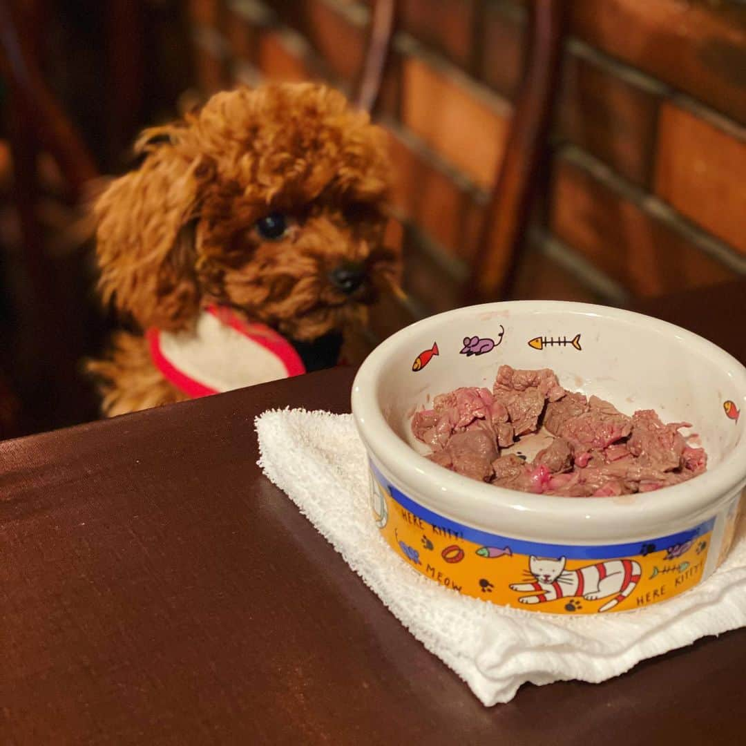 島谷ひとみさんのインスタグラム写真 - (島谷ひとみInstagram)「お肉と真剣に向き合う犬w。  #犬と肉 #タイニープードル #人間より良いお肉をもらう犬 #ラッキーガール #moa #2代目 #島谷ひとみ」6月19日 15時48分 - shimatani_hitomi_official