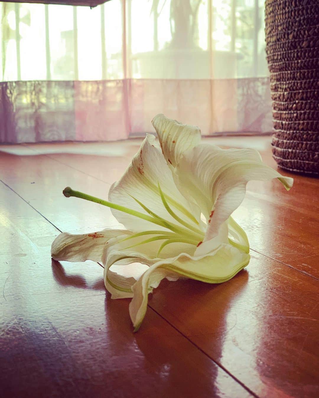 宮城麻里子さんのインスタグラム写真 - (宮城麻里子Instagram)「ユリのおわり。 ありがとう。」6月19日 15時45分 - miyagimariko