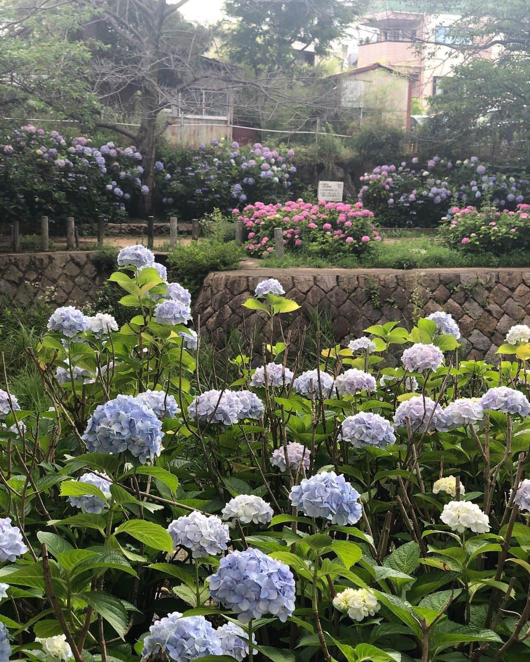 月央和沙さんのインスタグラム写真 - (月央和沙Instagram)「色とりどり✨ . #お散歩 #梅雨 #紫陽花ロード #癒し」6月19日 15時56分 - kazusa_tsukio