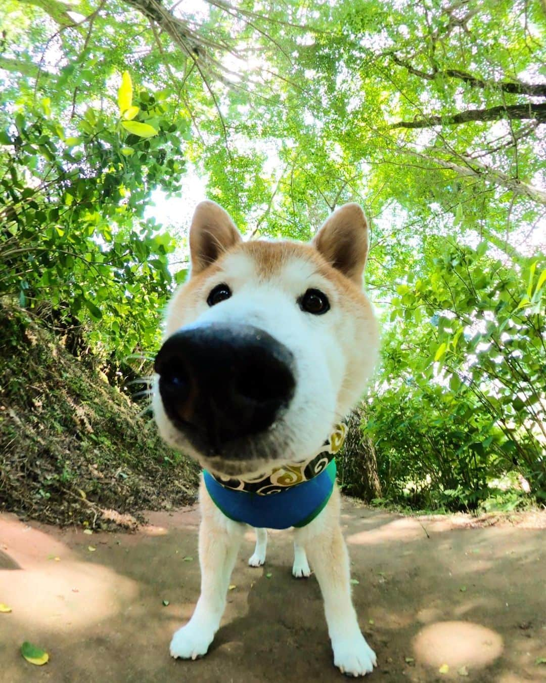 BlackRed shibasさんのインスタグラム写真 - (BlackRed shibasInstagram)「lovely musashi!!! . #gopromax  @goprojp @gopro . #GoProJP #neneandmusashi2020 #GoPro #ゴープロ #shiba #shibinu #柴犬 #しばいぬ #japan #gopropets #lovely #cute #goprodog #goproのある生活 #happy #goprodog #gopropets #otvadventures #besomedoggy #doggo #goprodogsquad #capturedifferent #柴犬ライフ」6月19日 15時56分 - black_red_jp