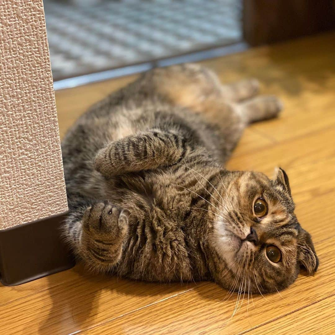 小林愛さんのインスタグラム写真 - (小林愛Instagram)「最近、だいたいこうww  #猫  #ねこ #cat #猫との暮らし  #スコティッシュフォールド  #にゃんすたぐらむ　#youtube #るーたんあいたん」6月19日 15時50分 - love_me_ai