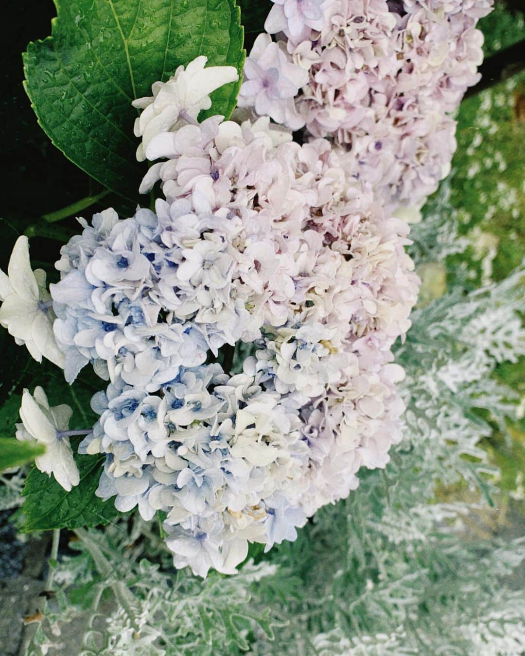 見上愛さんのインスタグラム写真 - (見上愛Instagram)「今年も私の1番好きなお花たちは元気そう。 #あじさい #紫陽花 #アジサイ #あじさいの絵文字が欲しい」6月19日 16時03分 - mikami_ai_